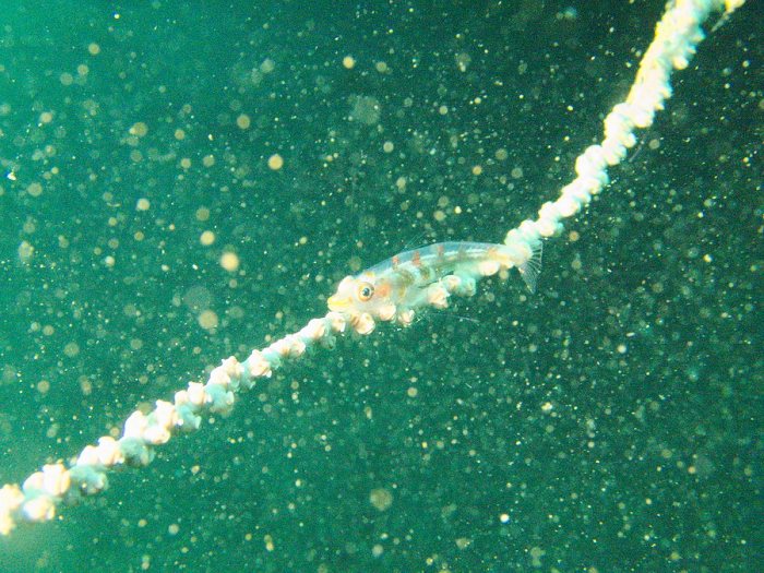 Bryaninops yongei