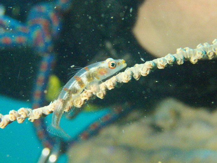 Bryaninops yongei
