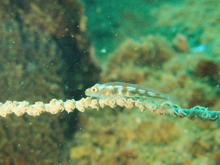 Bryaninops yongei