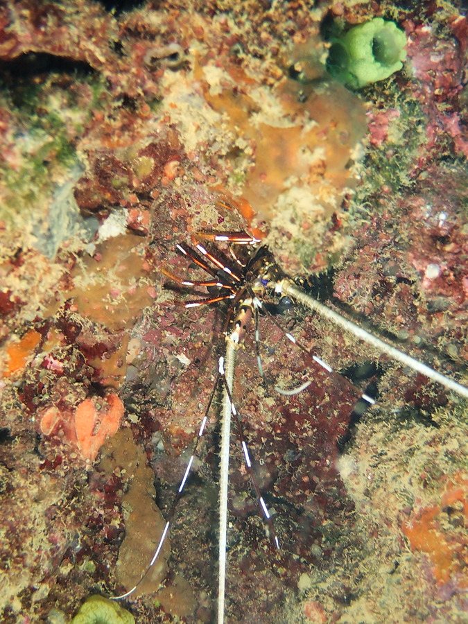 Langouste