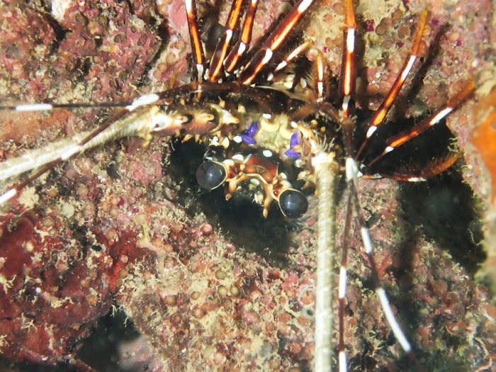 Langouste