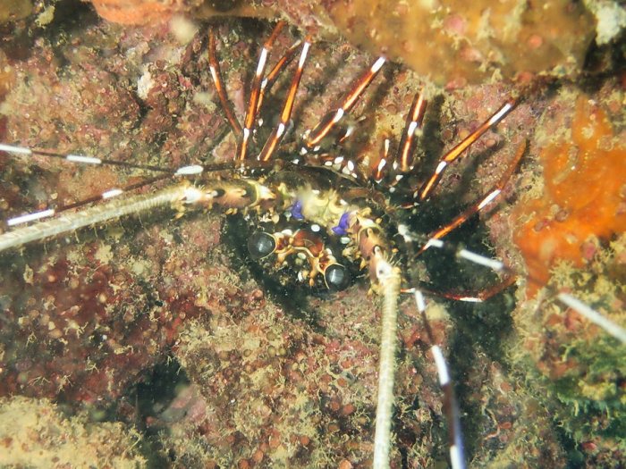 Langouste