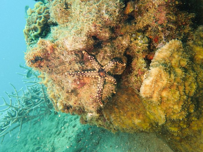 Fromia monilis