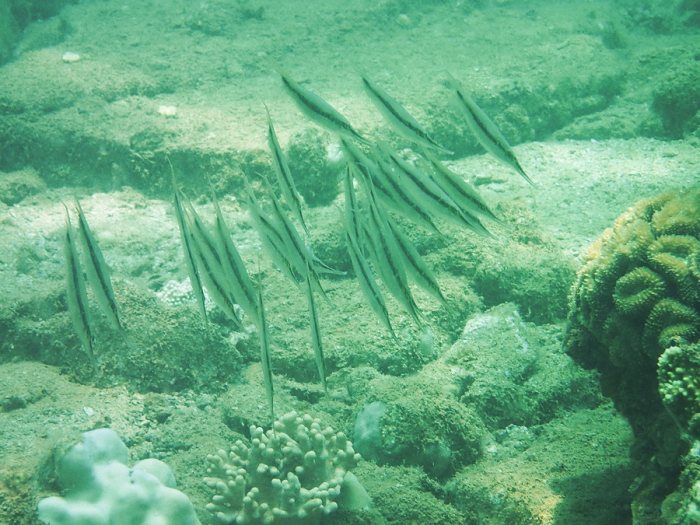 Aeoliscus strigatus