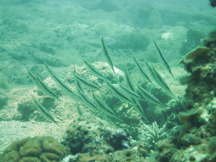 Aeoliscus strigatus