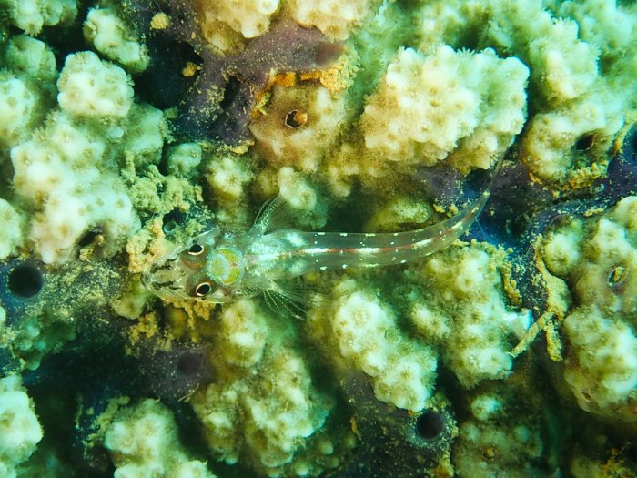 Poissons osseux