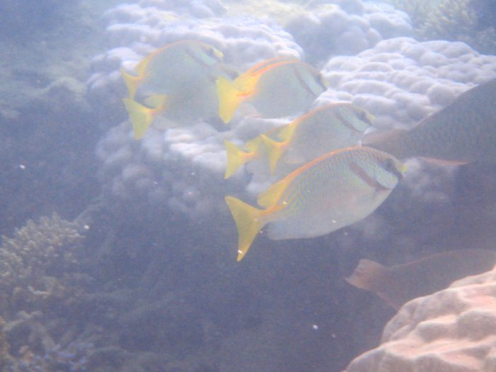 Siganus doliatus