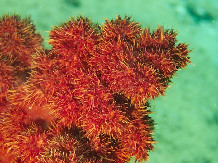 Dendronephthya sp.