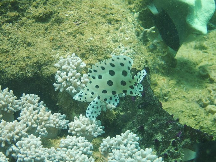 Cromileptes altivelis