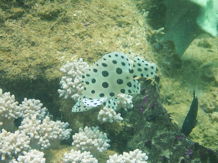 Cromileptes altivelis