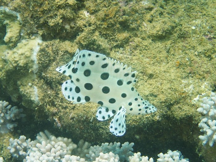 Cromileptes altivelis