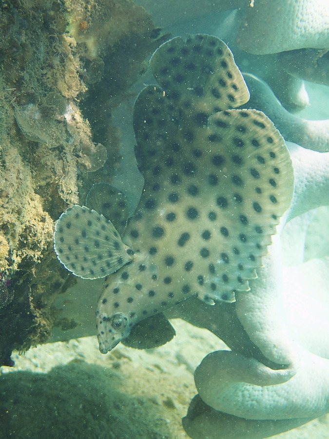 Cromileptes altivelis