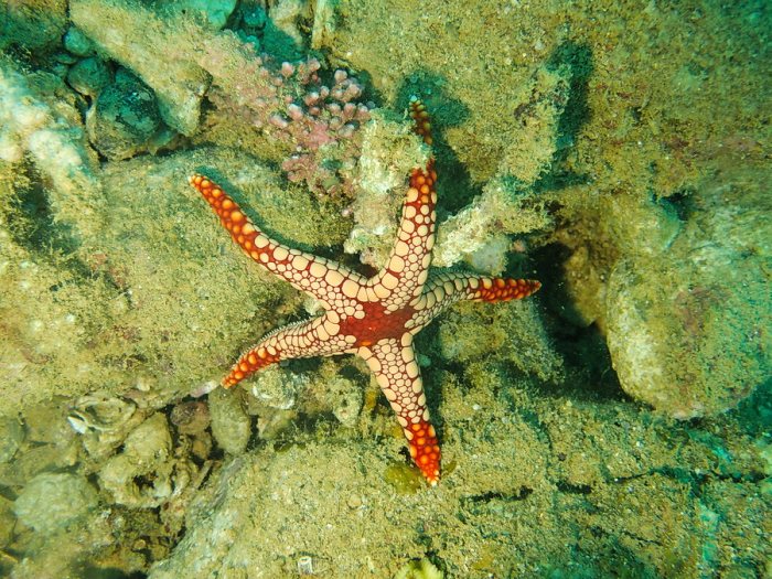 Fromia monilis