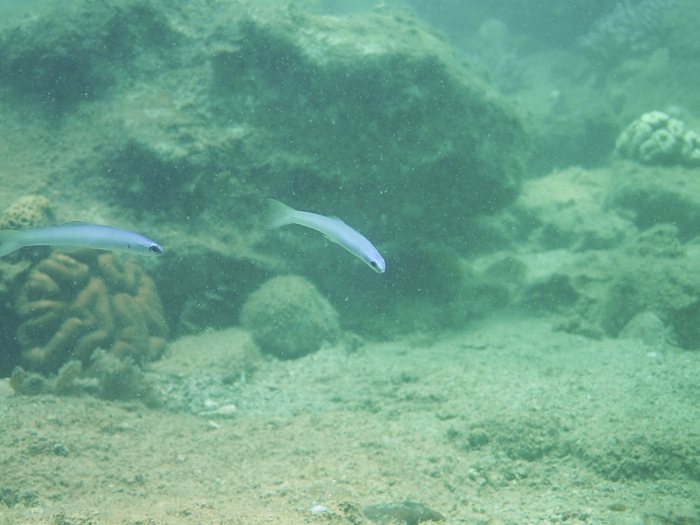Ptereleotris microlepis