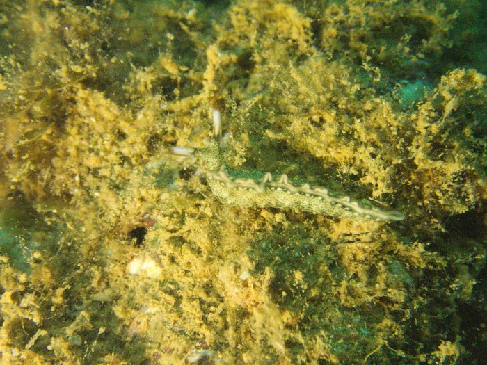 Thuridilla carlsoni