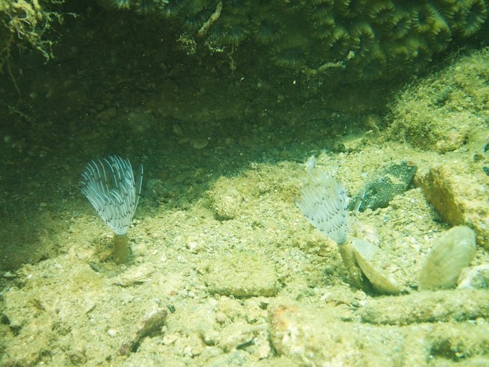 Sabellidae sp.