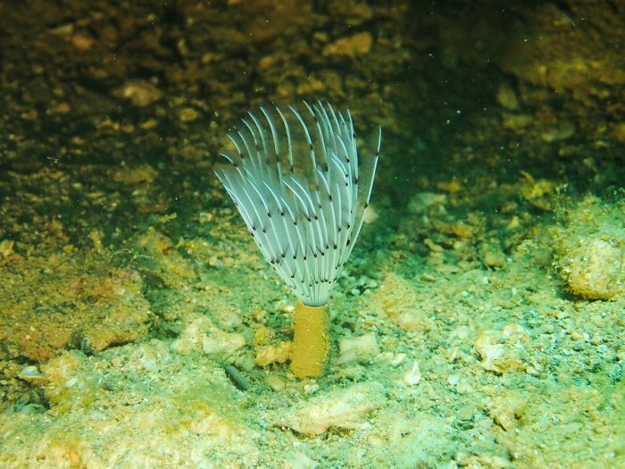 Sabellidae sp.