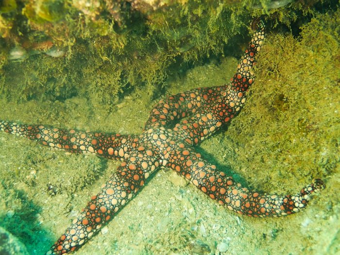Nardoa gomophia