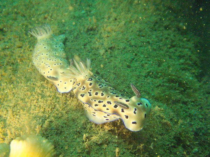 Hypselodoris tryoni