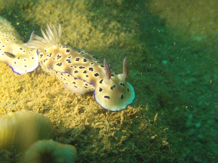 Hypselodoris tryoni