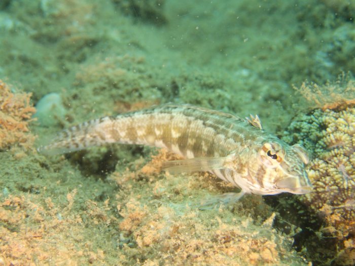 Parapercis australis