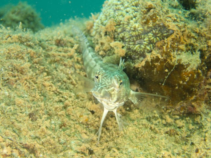 Parapercis australis