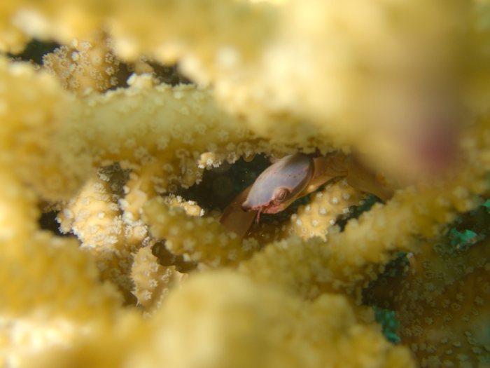 Trapezia cymodoce