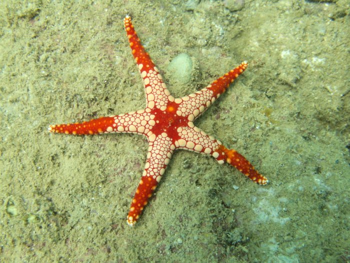 Fromia monilis