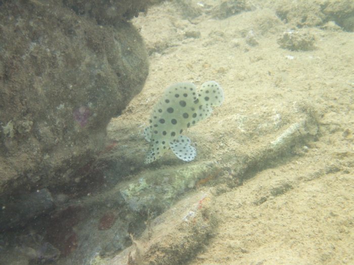 Cromileptes altivelis