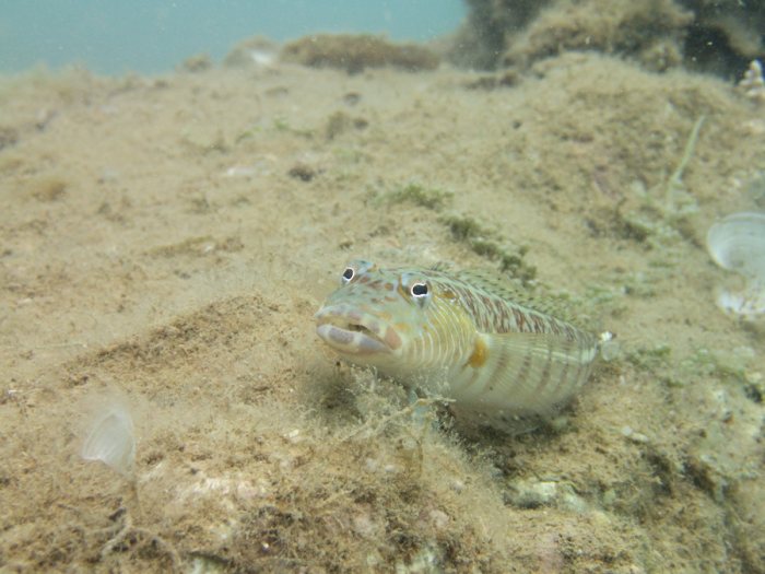 Parapercis millepunctata