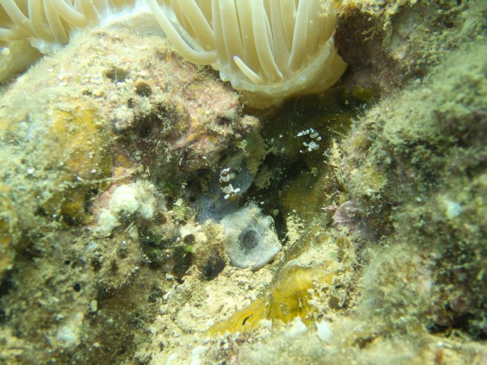 Thor amboinensis