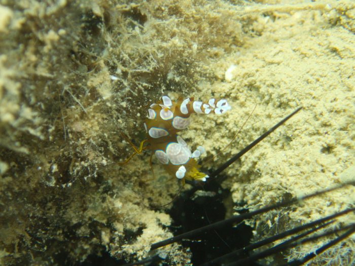 Thor amboinensis