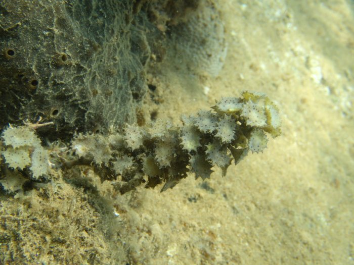 Turbinaria ornata