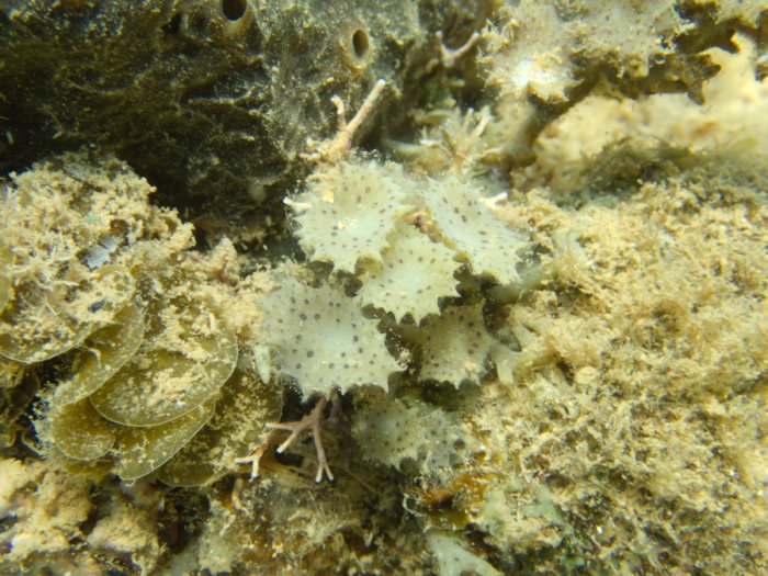 Turbinaria ornata