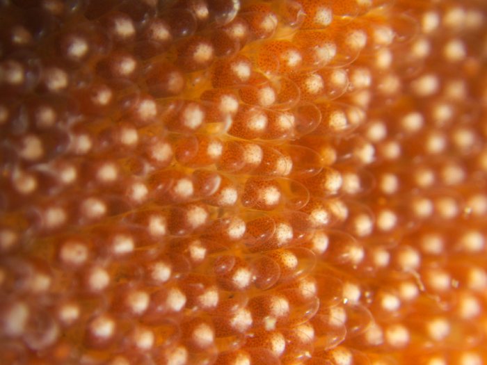 Amphiprion melanopus