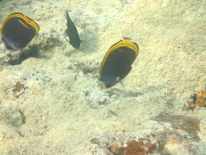 Chaetodon flavirostris