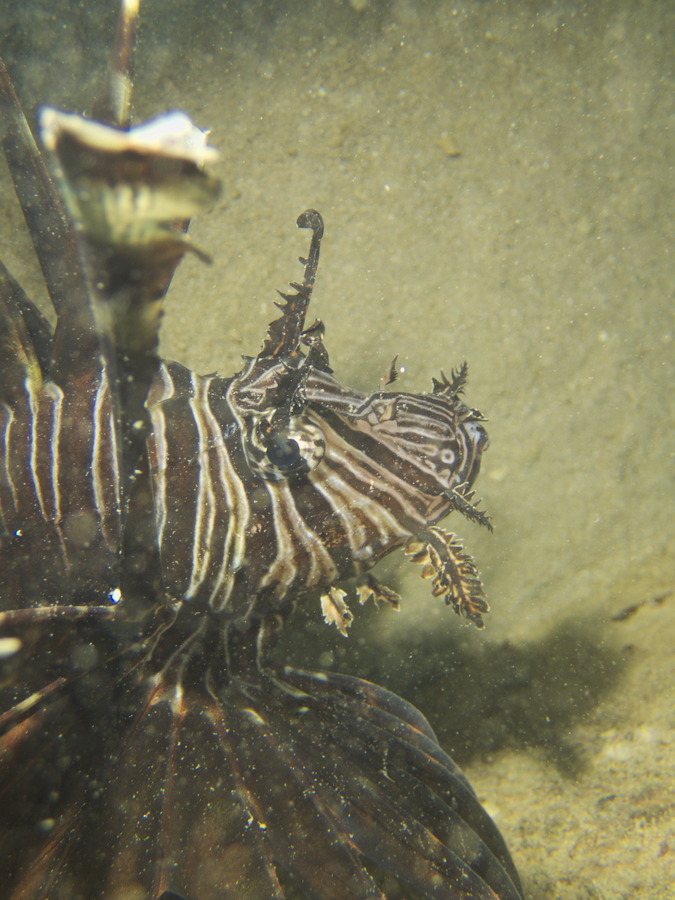 Poisson-scorpion