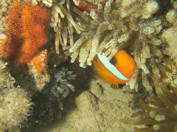 Amphiprion melanopus