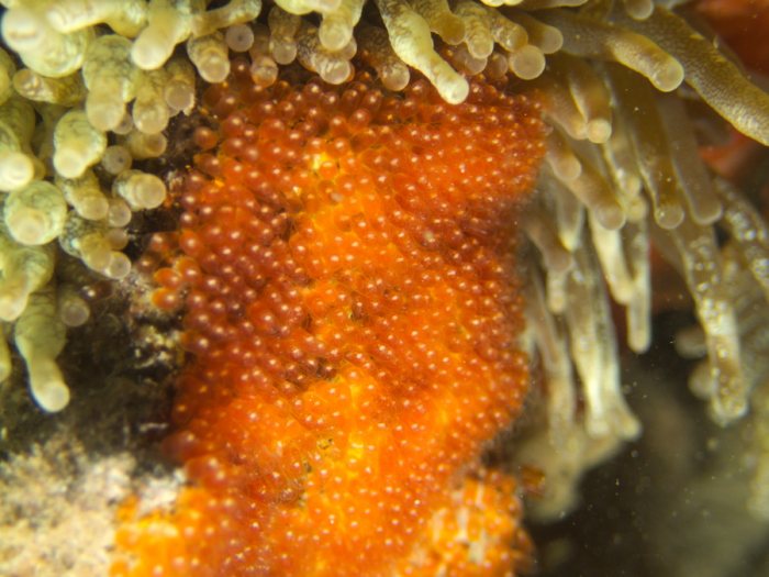 Amphiprion melanopus