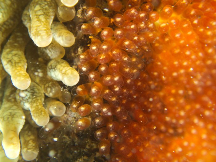 Amphiprion melanopus