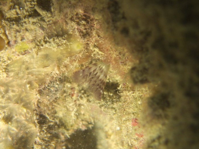 Sabellidae sp.