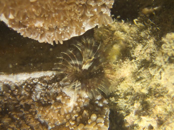 Sabellidae sp.