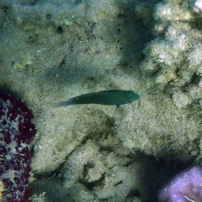 Pomacentrus nakasakiensis