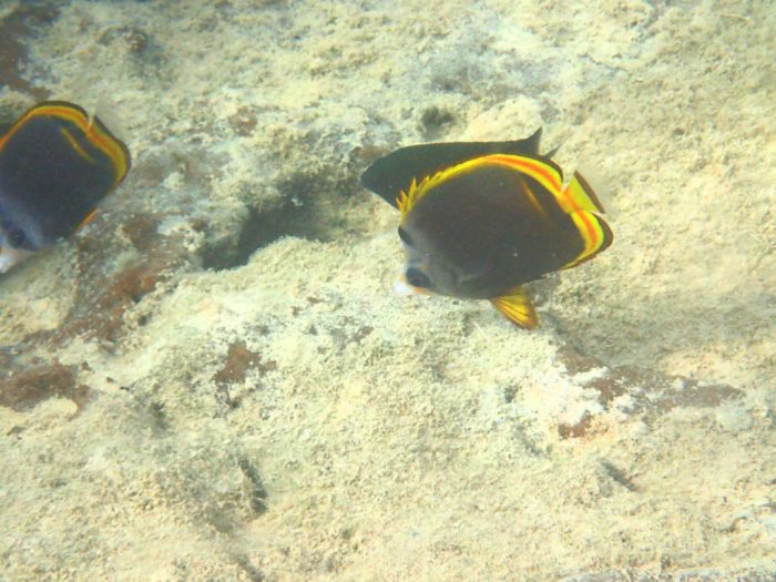 Chaetodon flavirostris