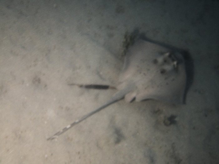 Neotrygon kuhlii