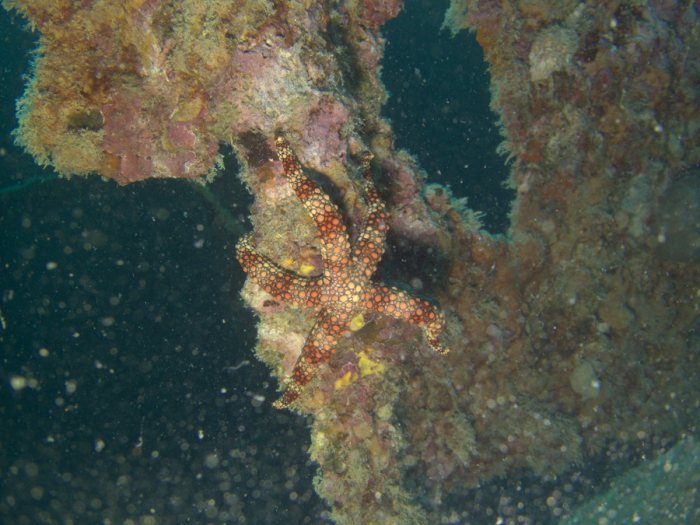Nardoa gomophia