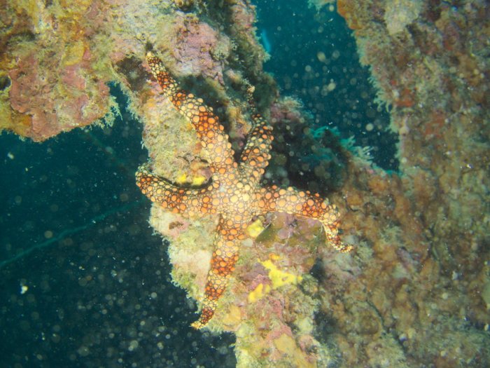 Nardoa gomophia