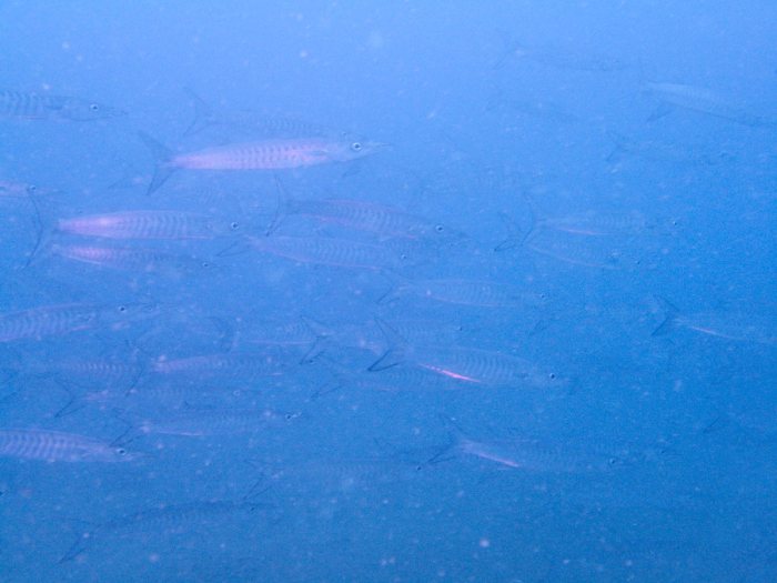 Barracouda