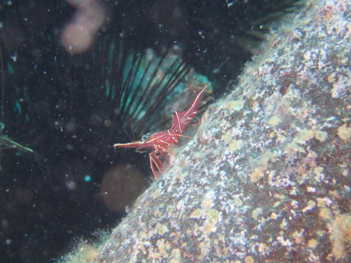 Rhynchocinetes durbanensis