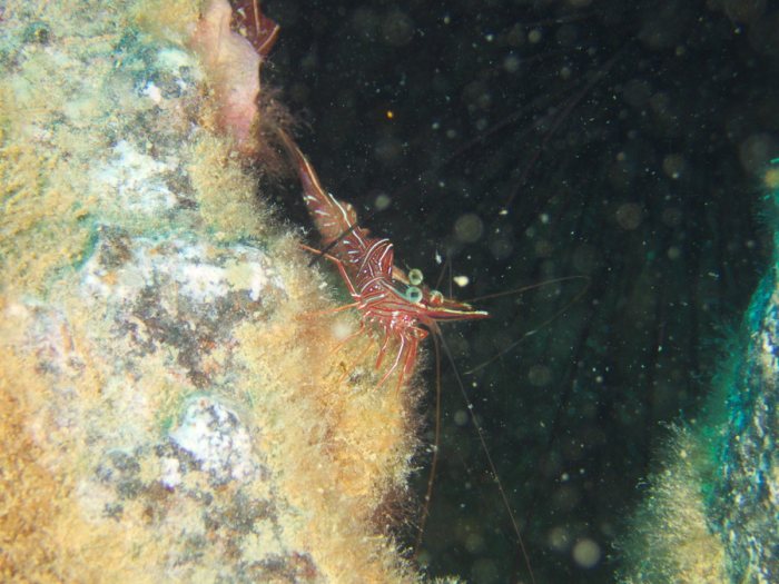 Rhynchocinetes durbanensis
